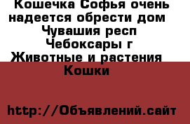 Кошечка Софья очень надеется обрести дом  - Чувашия респ., Чебоксары г. Животные и растения » Кошки   